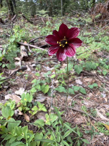 Cosmos scabiosoides, photograph 5
