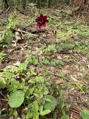 Cosmos scabiosoides, photograph (c) John Leszczynski, some rights reserved (CC BY)