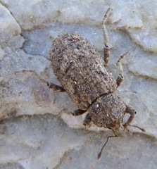 Listroderes difficilis