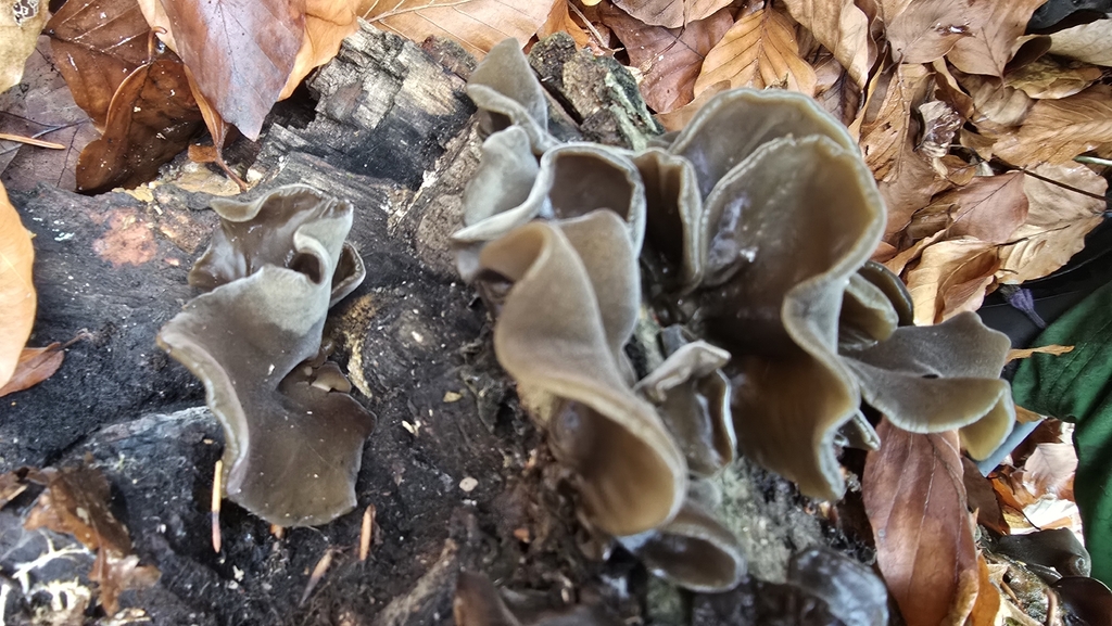 Auricularia auricula-judae · November 2025 · photo: © paulanimigean (iNaturalist, cc-by)