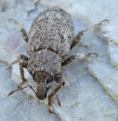 Listroderes difficilis