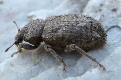 Listroderes difficilis