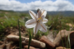 Chlorophytum transvaalense