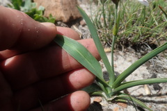 Chlorophytum transvaalense