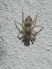Araneae