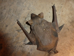 Taphozous nudiventris