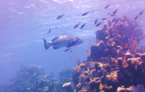Black grouper