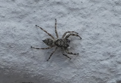 Araneae