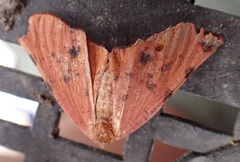 Onycodes traumataria