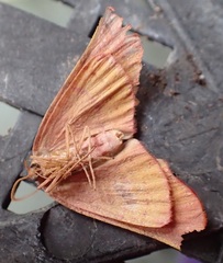 Onycodes traumataria