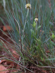 Lasiosiphon sericocephalus