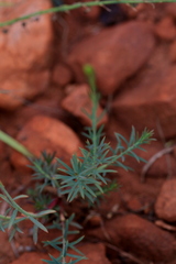 Lasiosiphon sericocephalus
