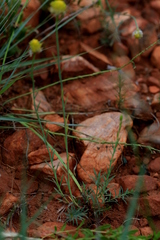 Lasiosiphon sericocephalus