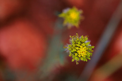 Lasiosiphon sericocephalus