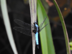 Cyanothemis simpsoni