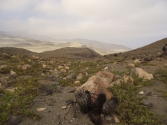 Copiapoa atacamensis