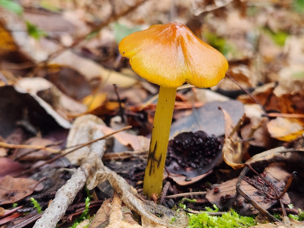 Hygrocybe singeri · November 2025 · photo: © lytiic (iNaturalist, cc-by-nc)