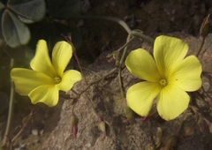 Oxalis bulbocastanum