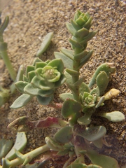 Cistanthe celosioides