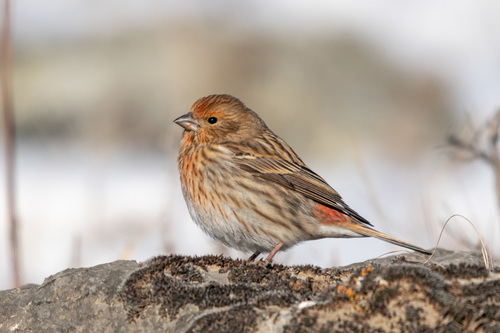 Pallas's Rosefinch