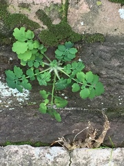 Chelidonium majus