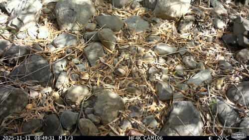 Yellow-faced Whipsnake sighting