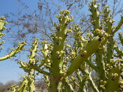 Euphorbia