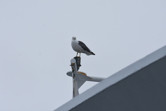 Larus michahellis atlantis