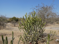 Euphorbia