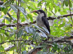 Ocyceros gingalensis