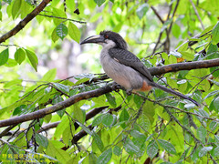 Ocyceros gingalensis