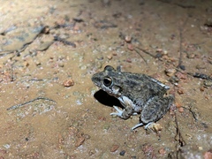 Litoria inermis
