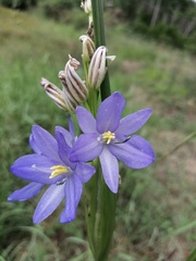 Pontederiaceae