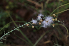 Eriospermum cooperi