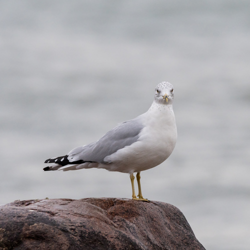 Ring-billed Gull