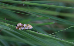 Acontia transfigurata