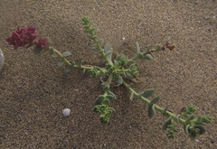 Cistanthe celosioides