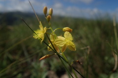 Bulbine favosa