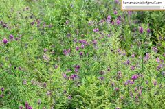 Astragalus davuricus