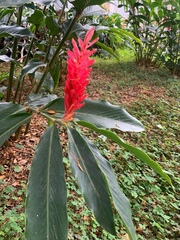 Alpinia purpurata