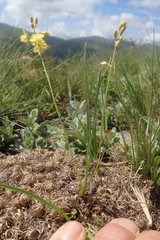 Bulbine favosa