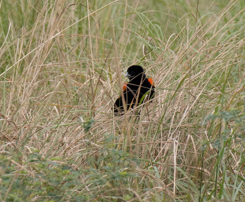Fan-tailed Widowbird (Euplectes axillaris), photo 9
