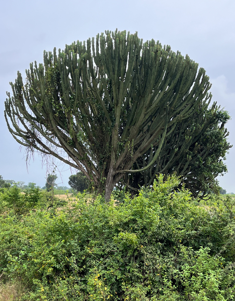 Euphorbia ingens, Kasese, Uganda, by avocat
