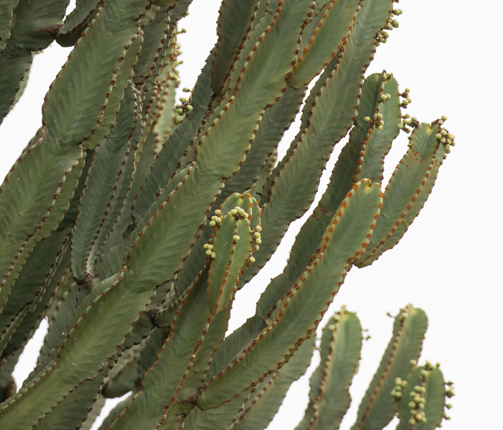 Euphorbia ingens, Kasese, Uganda, by avocat