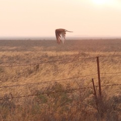 Falco cenchroides cenchroides