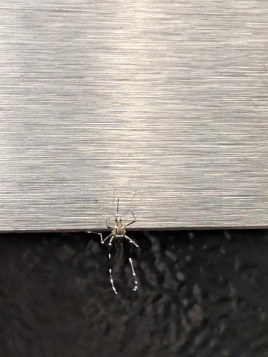 Unknown species found near Smith-Martin/Apache Blvd, Tempe, AZ 85281, USA