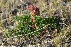 Cnidium cnidiifolium