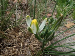 Albuca humilis