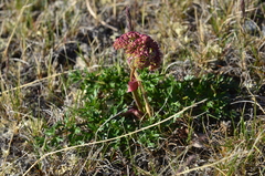 Cnidium cnidiifolium