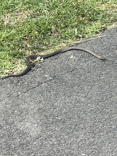 Marsh Snake sighting